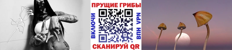 Псилоцибиновые грибы прущие грибы  Купить где  Ладушкин 